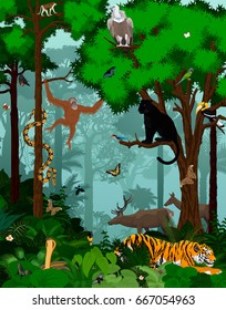 vector indian jungle rainforest illustration with animals