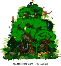 vector indonesian Rainforest Jungle tropical forest with animals