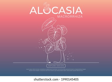 Vector indoor plant alocasia macrorrhiza growing in pot. Vector linear sketch plant pot illustration on background pastel. Concept hand drawn design for decorating postcards, stickers, poster, banner