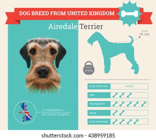 Vector info graphic of Airedale Terrier Dog breed. This dog breed from United Kingdom