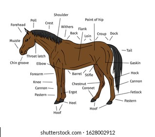 Parts of Horse Stock Vectors, Images & Vector Art | Shutterstock