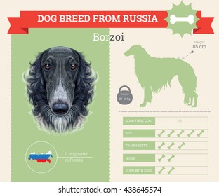 Vector info graphic of Borzoi Dog breed. This dog breed from Russia