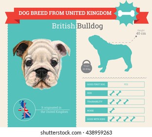 Vector info graphic of British bulldog breed. This dog breed from United Kingdom