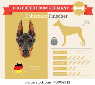 Vector info graphic of Doberman Pinscher Dog breed. This dog breed from Germany