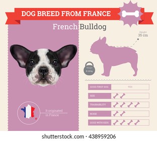 Vector info graphic of French Bulldog Dog breed. This dog breed from France