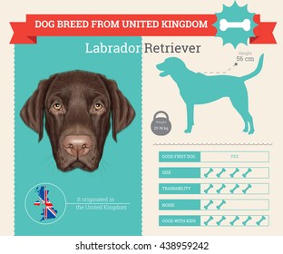 Vector info graphic of Labrador Retriever Dog breed. This dog breed from United Kingdom