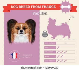 Vector info graphic of Papillon Dog breed. This dog breed from France