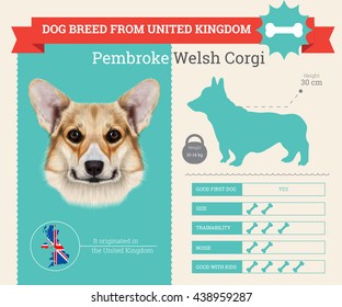 Vector info graphic of Pembroke Welsh Corgi Dog breed. This dog breed from United Kingdom