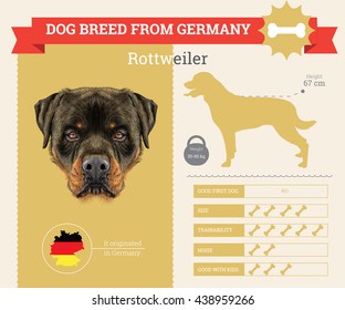 Vector info graphic of Rottweiler Dog breed. This dog breed from Germany