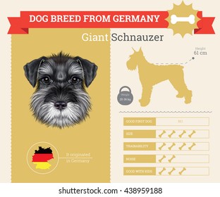 Vector info graphic of Schnauzer Dog breed. This dog breed from Germany