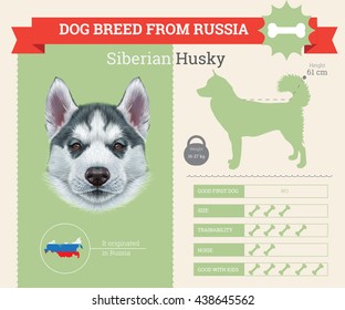 Vector info graphic of Siberian Husky Dog breed. This dog breed from Russia