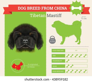 Vector info graphic of Tibetan Mastiff Dog breed. This dog breed from China