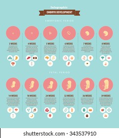 Vector infographic about the prenatal development of a child in weeks. Simple data with colorful symbols easy editable. Medical illustration in flat style.