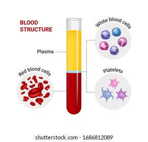 Vector Infographic Of Blood Structure 