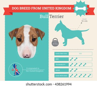 Vector infographic of Bull Terrier Dog breed. This dog breed from United Kingdom