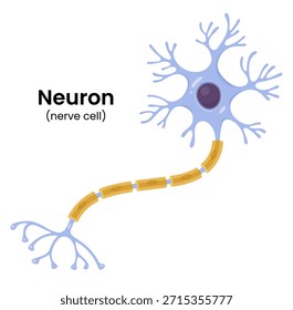 Infografía de Vector que representa la estructura de una neurona, incluida la célula nerviosa, su axón y la vaina de mielina.