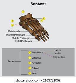 Vektor-Infografik der Anatomie des menschlichen Fußes, mit einer Zeichnung versehen, die mit Lagen reeditierbar ist