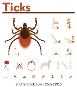 Vector infographic element representing image of tick, removal process and required equipment