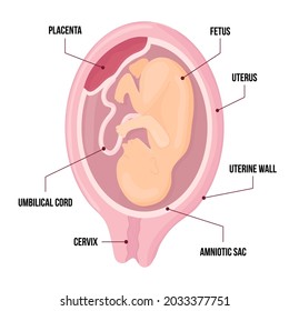 Vector Infographic With Fetus Of Womb And Placenta. Anatomy Diagram Illustration With Umbilical Cord And Cervix. Colored Vector 