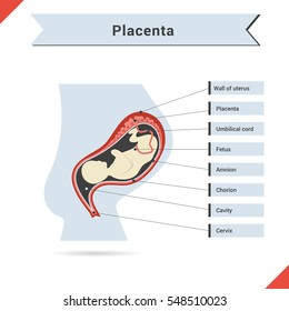 Vector infographic with fetus of womb and placenta.