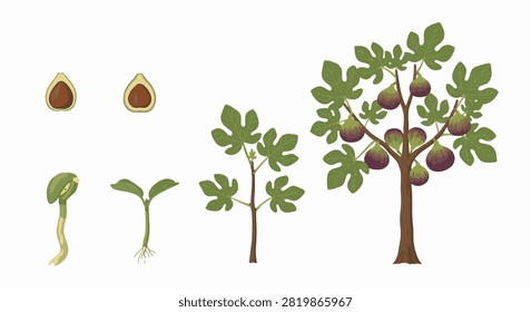 Vector infographic of fig tree (Ficus carica) life cycle showing seed germination, root sprout, sapling development, and mature tree with ripening purple figs and lobed green leaves.