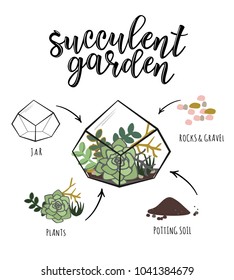 Vector infographic of a floral poster design with succulent flower plant and 'Succulent garden' lettering