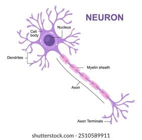 Infográfico vetorial da anatomia neuronal.   Axônio, camada de mielina, dendritos, corpo celular, núcleo.