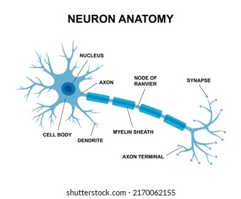 Vector Infographic Of Neuron Anatomy. Medical Chart Human Neuron Structure Illustration. Synapses, Cell Body, Nucleus, Axon And Dendrites Scheme.