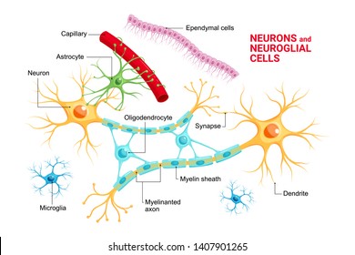Vector infographic of Neuron and glial cells (Neuroglia). Astrocyte, microglia and oligodendrocyte, ependymal cells (ependymocytes and tanycytes)