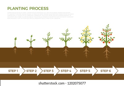 Vector infographic of plant growth stages. Tree with green leaf growing out of ground. Illustration of planting vegetables and fruits.