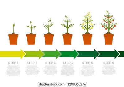 Vector infographic of plant growth stages. Tree with green leaf and red fruit. Illustration of planting vegetables on white background.
