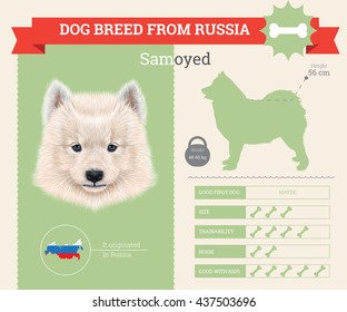 Vector infographic of Samoyed Dog breed. This dog breed from Russia