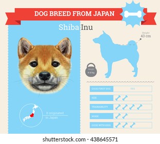 Vector infographic of Shiba Inu Dog breed. This dog breed from Japan