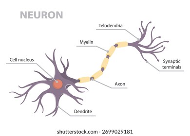 Infográfico vetorial da estrutura do neurônio humano (telodendria, dendrito, corpo celular, núcleo, axônio e dendritos) esquema. Cartaz de vetor plano sobre fundo branco.