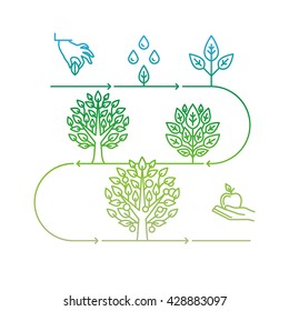 Vector Infographics Design Elements And Icons In Linear Style - Business Development And Growth Concepts - Growing Plant From Seed To Tree And Apple Fruit