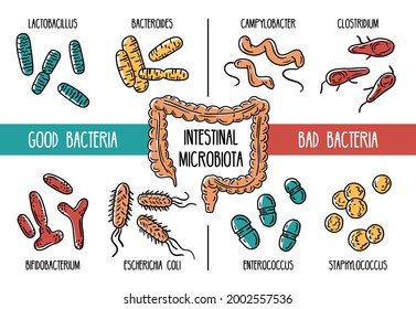 Vektorgrafiken des menschlichen Darmmikrobiotas. Gute und schlechte Bakterien des Darms und des Verdauungstrakts. Lactobacilli und E. Coli. Mikroorganismen im Magen.