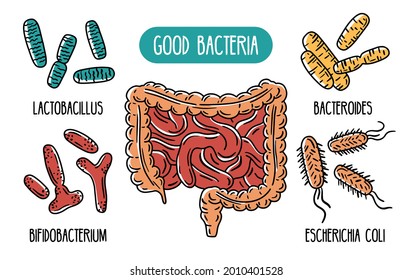 Vector infographics of the human gut microbiota. Good bacteria of the intestines and digestive tract. Lactobacilli and E. coli. Microorganisms in the colon.