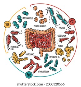 Vector Infographics Of The Human Intestinal Flora. Normal, Opportunistic, Pathogenic Gut Microbiota Of The Digestive Tract. Microorganisms In The Colon.