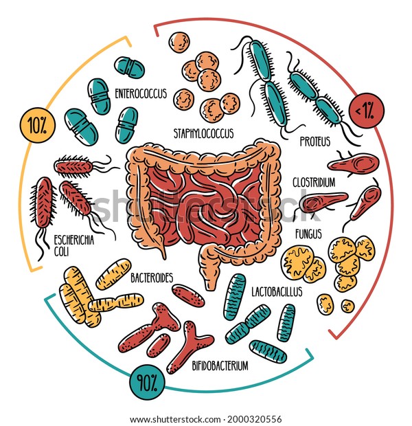 Vector infographics of the human intestinal\
flora. Normal, opportunistic, pathogenic gut microbiota of the\
digestive tract. Microorganisms in the\
colon.