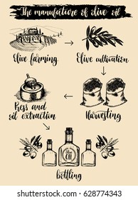 Vector infographics with illustrations of olive oil manufacturing. Hand sketched scheme of olive farm production.
