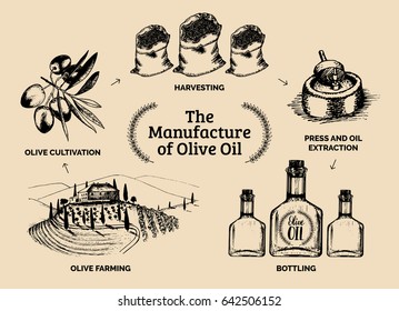 Vector Infographics With Illustrations Of Olive Oil Manufacturing. Hand Sketched Scheme Of Olive Farm Production.