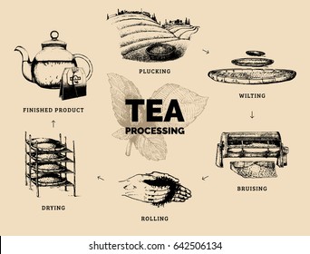 Vector infographics with illustrations of tea processing. Hand sketched scheme of authentic tea production.