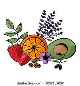 Vector, ingredients for organic, bio, eco-friendly cosmetics. natural fruits and herbs. Avocado, strawberry, citrus, lavender
