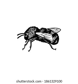 vector ink drawing bee , hand drawn illustration
