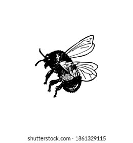 vector ink drawing bumblebee , hand drawn illustration