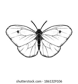 vector ink drawing butterfly , hand drawn illustration