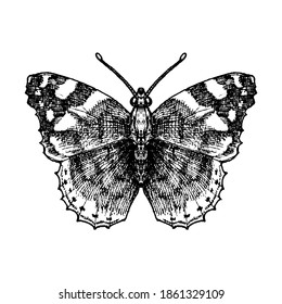 vector ink drawing butterfly , hand drawn illustration