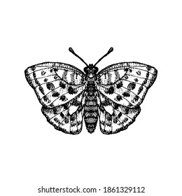 vector ink drawing butterfly , hand drawn illustration