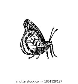 vector ink drawing butterfly , hand drawn illustration