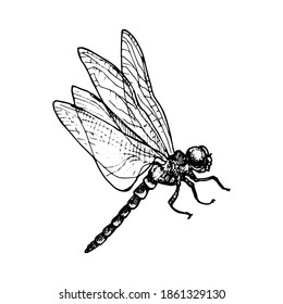 vector ink drawing dragonfly , hand drawn illustration